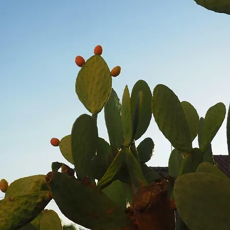 Ulisse روشيلا لونيكا